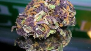 Chips Ahoy Weed Strain