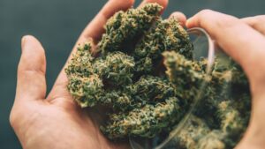 Debunking Myths Surrounding CBD-Stroking Buds