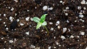 Germination and Seedling Stage