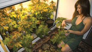 Growing Tips and Techniques