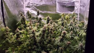 Setting Up Your Grow Space