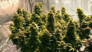 Touching Buds During Flowering