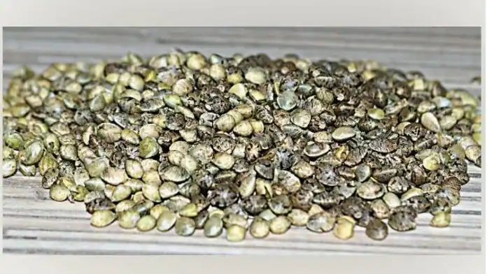 attitude seedbank