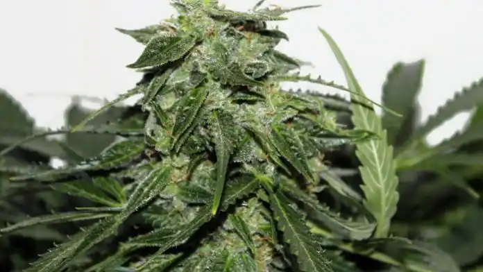 attitude seedbank