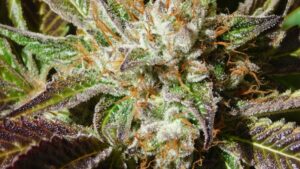 What is an apple and banana strain of cannabis