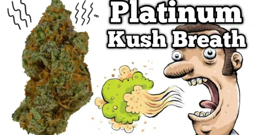 platinum kush breath strain