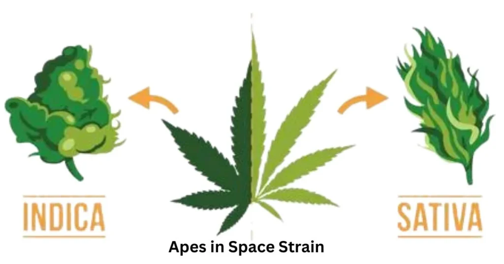 apes in space strain