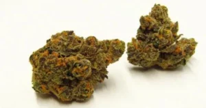 animal mint cake strain