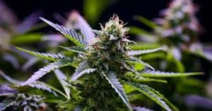 apes in space strain