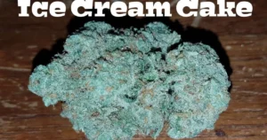 ICE Cream Cake X Animal Mints Strain