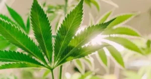 cannabis leaves turning yellow