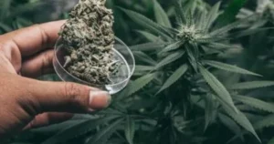 cannabis leaf curl down