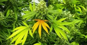 cannabis leaves turning yellow