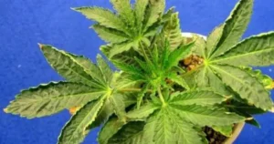 cannabis leaf curl down