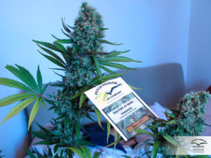 Effects and Medical Benefits of the Z11 Strain