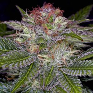 Origins of the Z11 Weed Strain