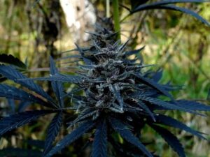 Understanding Black African Magic