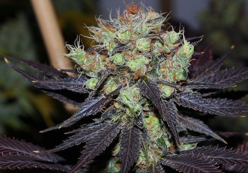 black african magic strain