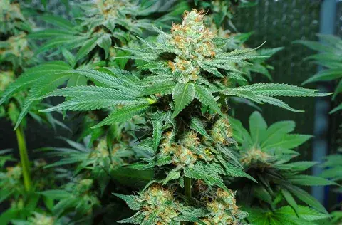 ghost train haze strain