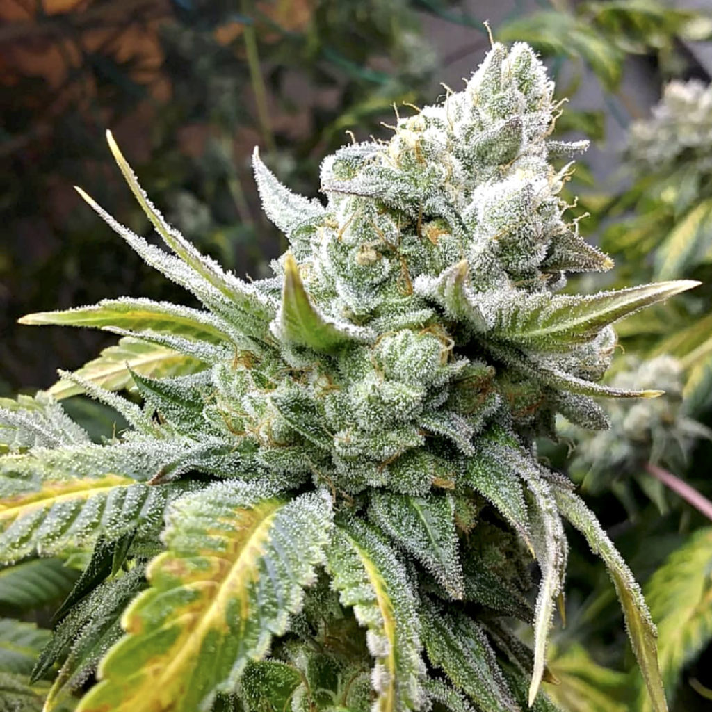 soft serve sherbet strain